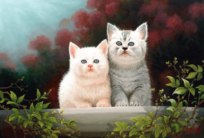 gatos