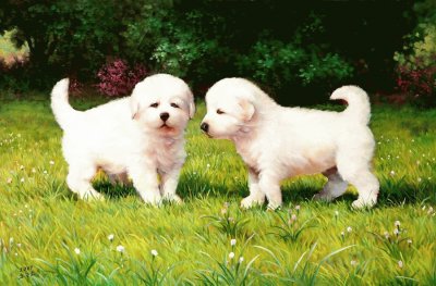 cÃ£ezinhos
