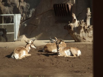 פאזל של San Diego Zoo