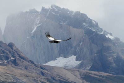 CÃ³ndor sobres los Cuernos del Paine