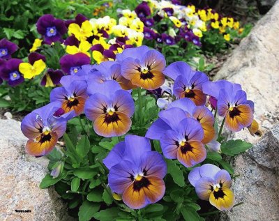 flor