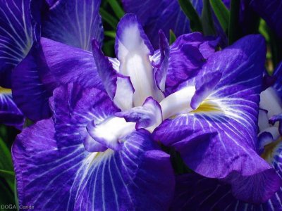 flor