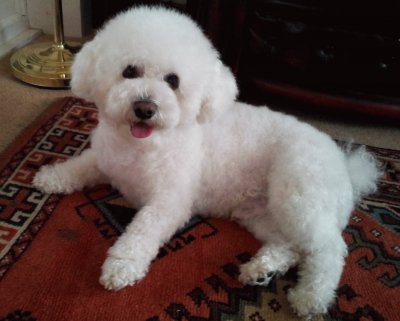 Bichon Frise, Korki