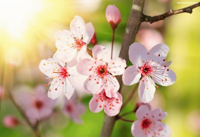 פאזל של Cerezo flores