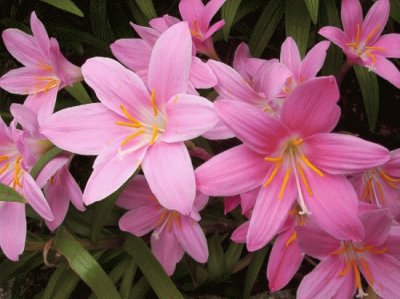 Flores rosas hermosas