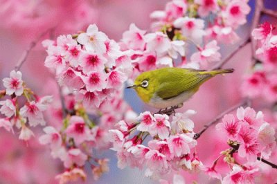 FLORES Y AVES