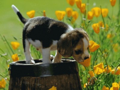 BEAGLE jigsaw puzzle