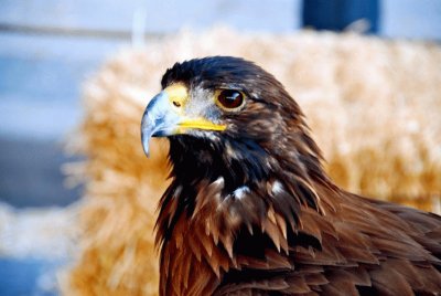 ÃGUILA MEXICANA.