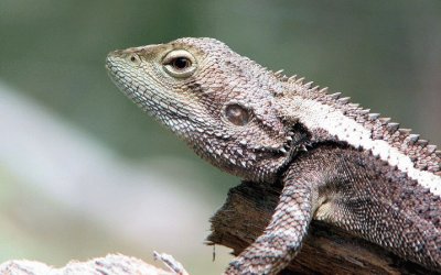 פאזל של Lizard on a log