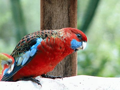 פאזל של Eastern Rosella