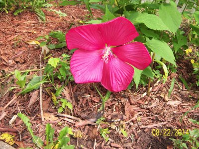 Hibiscus jigsaw puzzle