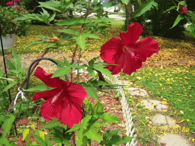 Red Hibiscus jigsaw puzzle