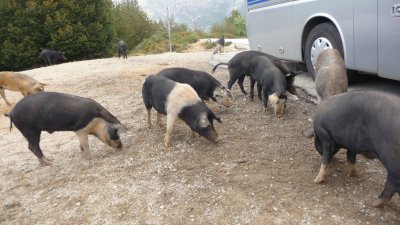 פאזל של cochons en libertÃ©