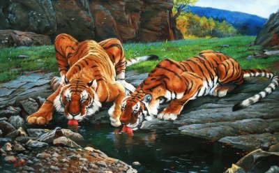 tigres
