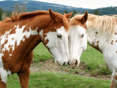 פאזל של CABALLOS