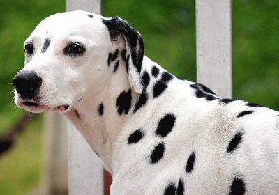 dalmata jigsaw puzzle