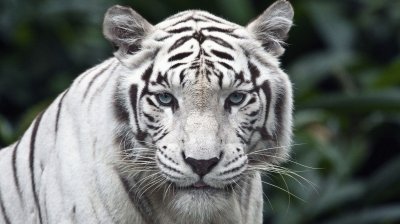 פאזל של tigre blanco