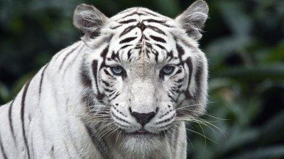 tigre blanco