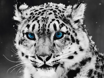 leopardo blanco