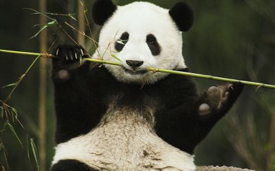 פאזל של Oso Panda