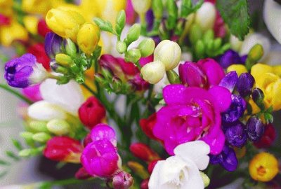 flores