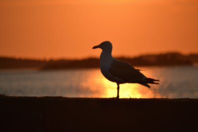 gull in sunset