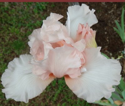blushing peach iris