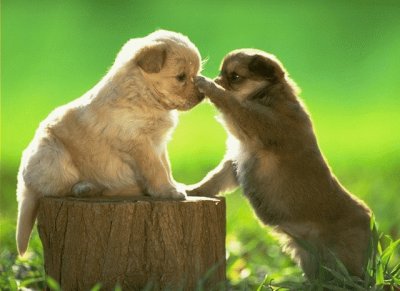 Dos cachorros jugando