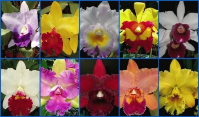 orquÃ­deas