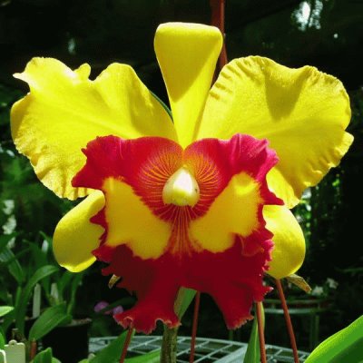 orquÃ­dea