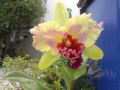 orquÃ­dea