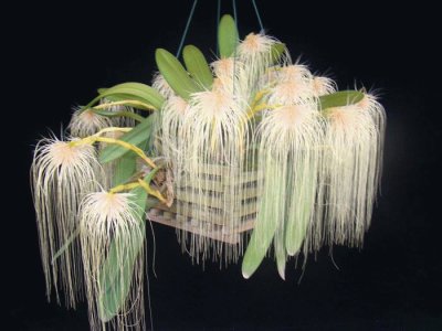 orquÃ­dea