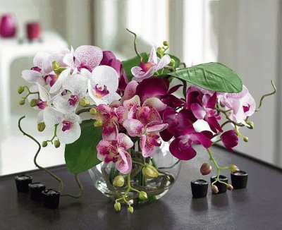 orquÃ­dea