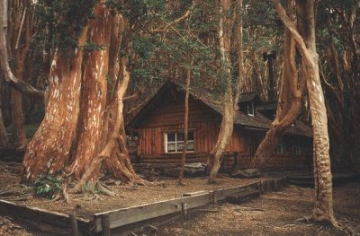 Bosque de arrayanes. NeuquÃ©n. Argentina