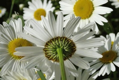 54