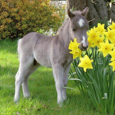 burrinho