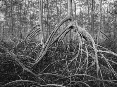 פאזל של manglar en ecuador national geographic