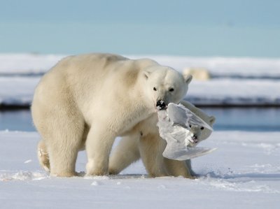 osos en alaska national geographic jigsaw puzzle