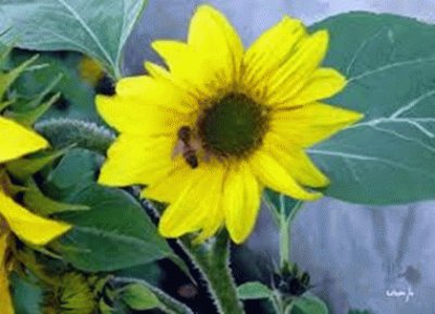 FLORES