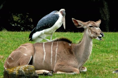 animales
