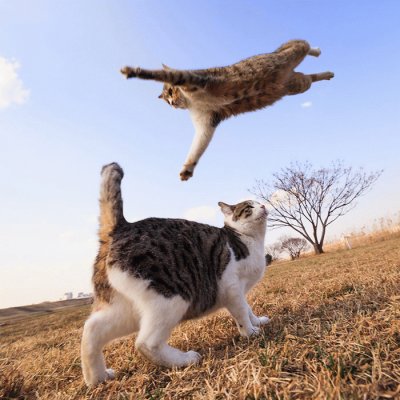 animales