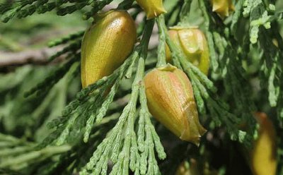 פאזל של cedro blanco