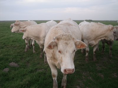 פאזל של vaches