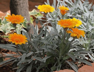 gazanias