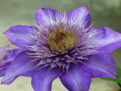 Clematis jigsaw puzzle