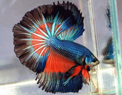 BETTA