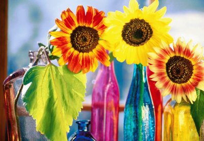 girasoles