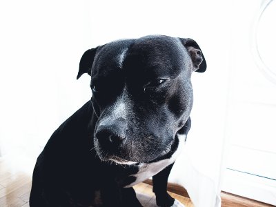 פאזל של Staffie