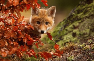 animales
