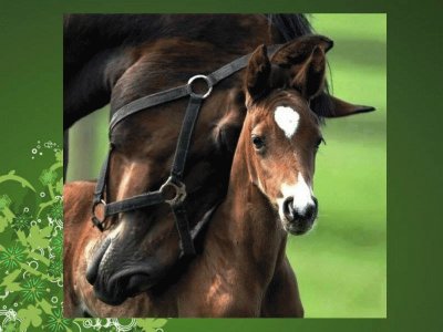 Potrillo con su mamÃ¡